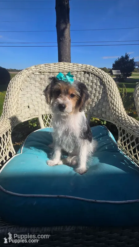 Sophie  – Yorkipoo puppy for sale in Rockford, IL