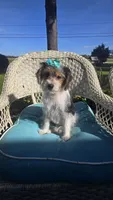 Sophie , a female Yorkipoo for sale in Rockford, IL – 7 of 9