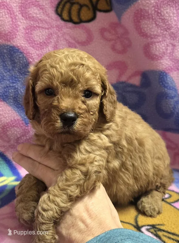 Cubby  – Miniature Goldendoodle puppy for sale in Rockford, IL