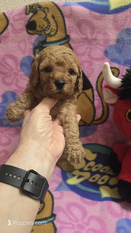 Cubby  – Miniature Goldendoodle puppy for sale in Rockford, IL