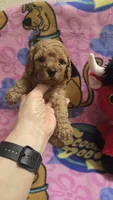 Cubby , a male Miniature Goldendoodle for sale in Rockford, IL – Photo 1 of 3