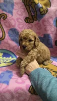 Cubby , a male Miniature Goldendoodle for sale in Rockford, IL – Photo 2 of 3