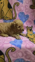 Cubby , a male Miniature Goldendoodle for sale in Rockford, IL – Photo 3 of 3
