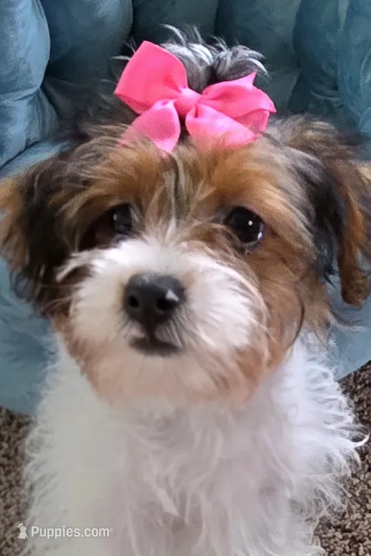 Piper  (small) – Yorkipoo, Poodle - Toy  puppy for sale in Rockford, IL