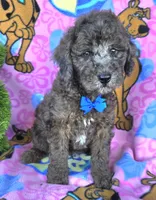 Bo jangles, a male Miniature Goldendoodle for sale in Rockford, IL – 5 of 10
