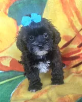 Shadow , a female Shihpoo for sale in Rockford, IL – 6 of 9