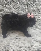 Molly f1b, a female Cavapom for sale in Rockford, IL – 9 of 10