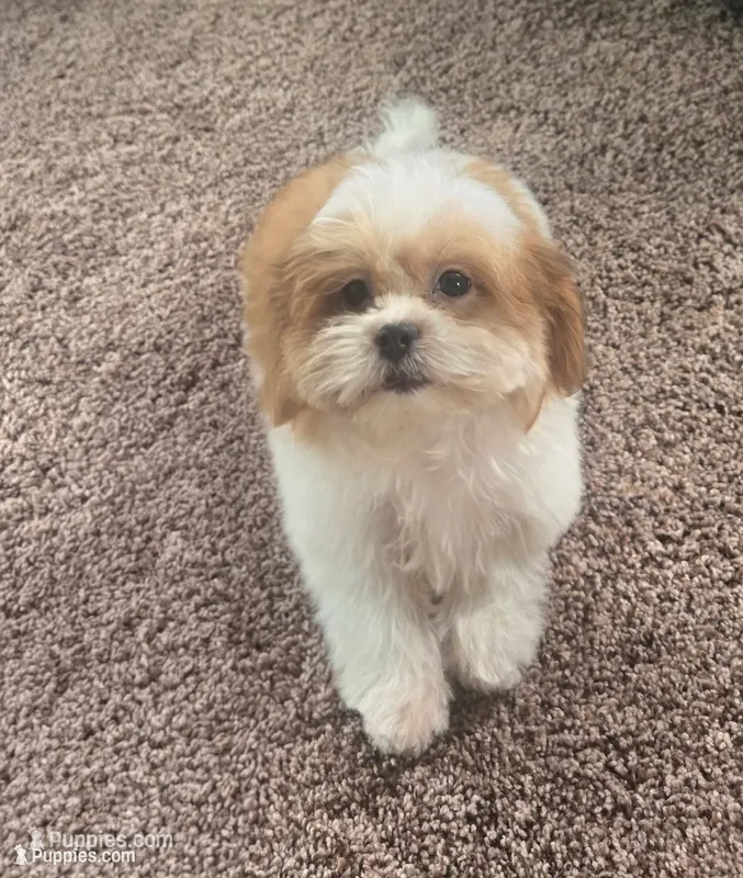 Tinker bell  – Mal Shi puppy for sale in Rockford, IL