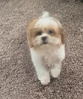 Tinker bell , a female Mal Shi for sale in Rockford, IL – 3 of 8