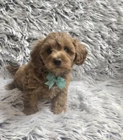 Sunny , a male Cavapoo for sale in Rockford, IL – 10 of 10