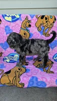 Chance, a male Miniature Goldendoodle for sale in Rockford, IL – 7 of 7
