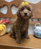 Autumn f1b mini, a female Miniature Goldendoodle for sale in Rockford, IL – 7 of 10