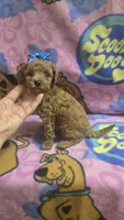 Tinker bell , a female Miniature Goldendoodle for sale in Rockford, IL – 3 of 9