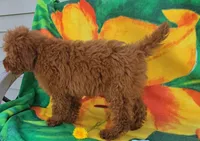 Cubby  mini f1b, a male Miniature Goldendoodle for sale in Rockford, IL – Photo 3 of 6