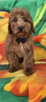 Cubby  mini f1b, a male Miniature Goldendoodle for sale in Rockford, IL – Photo 4 of 6