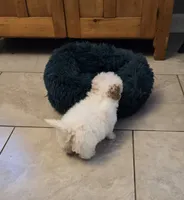 processed/5087ce8d-efe8-47e9-a789-06532e43dade/listing/e6bd9315-de09-4a04-8435-aaf7c28e9861/e509d5f4-da13-4398-8c3c-ad097c00dc35