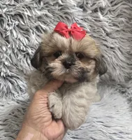 Rosie , a female Shih Tzu for sale in Rockford, IL – 7 of 9