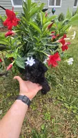 Sidney  Akc , a female Poodle - Toy  for sale in Rockford, IL – 8 of 10