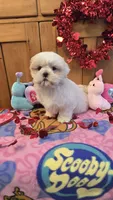 Gizmo , a male Shih Tzu for sale in Rockford, IL – Photo 4 of 8