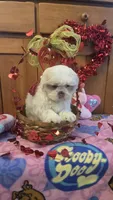 Gizmo , a male Shih Tzu for sale in Rockford, IL – Photo 8 of 8