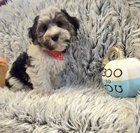 Milo , a male Poodle - Toy  for sale in Rockford, IL – 2 of 9