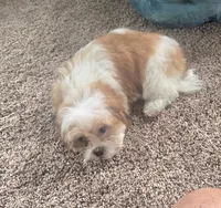 Tinker bell , a female Mal Shi for sale in Rockford, IL – 6 of 8