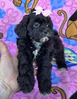 Petunia , a female Shihpoo for sale in Rockford, IL – 3 of 10