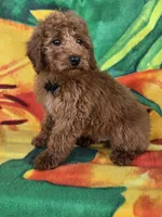 Cubby  mini f1b, a male Miniature Goldendoodle for sale in Rockford, IL – Photo 1 of 6