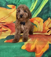 Cubby  mini f1b, a male Miniature Goldendoodle for sale in Rockford, IL – Photo 6 of 6