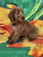 Cubby  mini f1b, a male Miniature Goldendoodle for sale in Rockford, IL – Photo 2 of 6