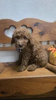 Clifford f1b mini, a male Miniature Goldendoodle for sale in Rockford, IL – 4 of 9