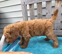 Murphy f1b, a male Miniature Goldendoodle for sale in Rockford, IL – 3 of 8