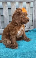Autumn f1b mini, a female Miniature Goldendoodle for sale in Rockford, IL – 8 of 9
