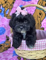 Petunia , a female Shihpoo for sale in Rockford, IL – 7 of 10