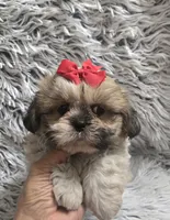 Rosie , a female Shih Tzu for sale in Rockford, IL – 2 of 9