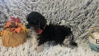 Harley , a male Poodle - Toy  for sale in Rockford, IL – 4 of 8