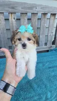 Tinker bell , a female Mal Shi for sale in Rockford, IL – 3 of 7