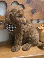 Clifford f1b mini, a male Miniature Goldendoodle for sale in Rockford, IL – 5 of 9