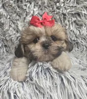 Rosie , a female Shih Tzu for sale in Rockford, IL – 8 of 9