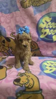Tinker bell , a female Miniature Goldendoodle for sale in Rockford, IL – 9 of 9