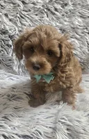 Sunny , a male Cavapoo for sale in Rockford, IL – 5 of 10