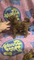 Chloe , a female Miniature Goldendoodle for sale in Rockford, IL – 4 of 8