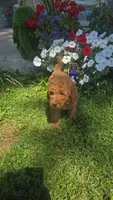 Ruby f1b mini, a female Miniature Goldendoodle for sale in Rockford, IL – 5 of 5