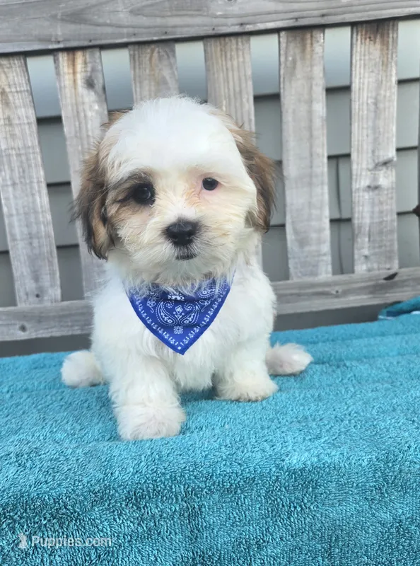 Franklin – Mal Shi puppy for sale in Rockford, IL
