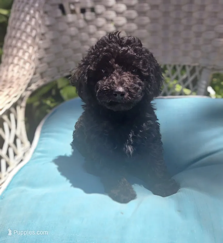 Sidney  Akc  – Poodle - Toy  puppy for sale in Rockford, IL