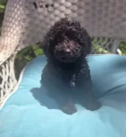 Sidney  Akc , a male Poodle - Toy  for sale in Rockford, IL – 1 of 7