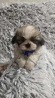 Romeo , a male Shih Tzu for sale in Rockford, IL – 7 of 9