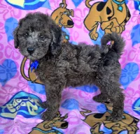 Bo jangles, a male Miniature Goldendoodle for sale in Rockford, IL – 8 of 10