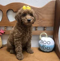Autumn f1b mini, a female Miniature Goldendoodle for sale in Rockford, IL – 5 of 10