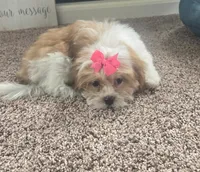 Tinker bell , a female Mal Shi for sale in Rockford, IL – 5 of 8